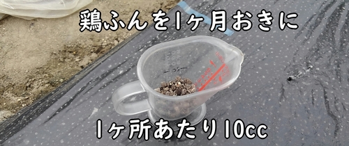 鶏糞10cc