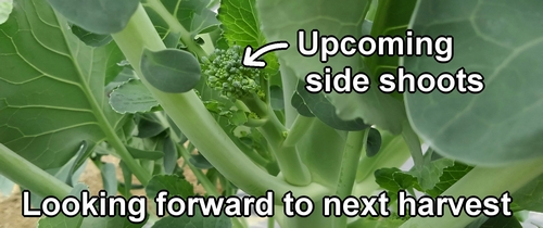 The side shoots of the next growing broccolini