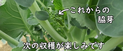 次に伸びてくる茎ブロッコリーの脇芽