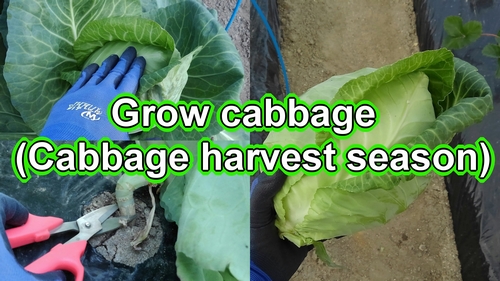Harvest cabbage (Best time to harvest pointed cabbage)