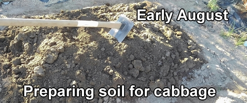 Preparing soil for growing cabbage (winter cabbage)