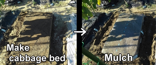 Create cabbage bed and mulch