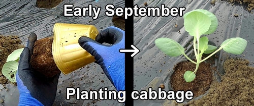 Planting cabbage seedlings