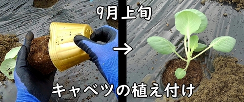 キャベツ（たけのこキャベツ）の苗の植え付け