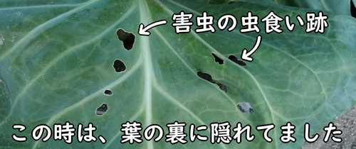 害虫に食われたキャベツの葉