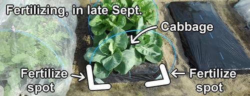 The add-fertilizing period for cabbage (pointed cabbage) was in late September