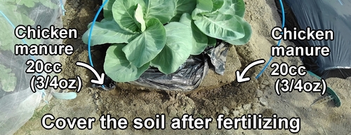 The add-fertilizing amount is 20cc (3/4oz) of chicken manure per spot