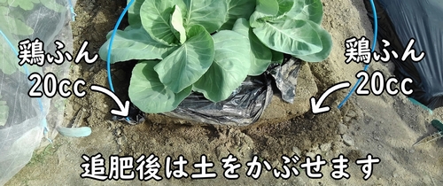 追肥量は、1ヶ所あたり鶏糞20cc