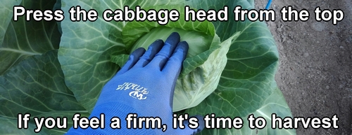 Checking the harvest time by pressing the cabbage head