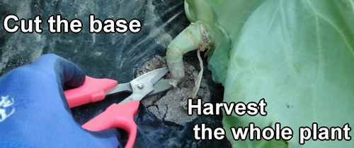 Cutting the base of the cabbage