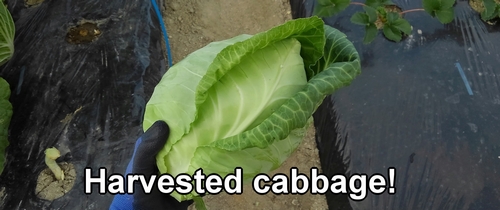 The harvested cabbage (Pointed cabbage)