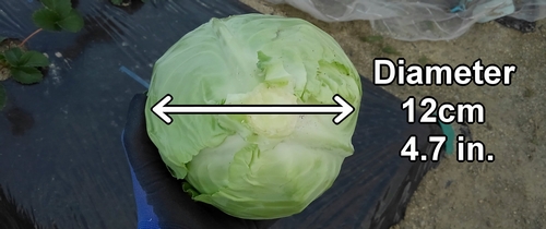 The harvested cabbage had a diameter of about 12cm (4.7 inches)