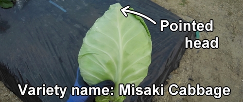 Misaki cabbage (winter cabbage)