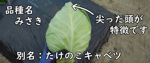 尖った形が特徴のみさきキャベツ（たけのこキャベツ）