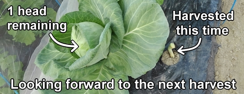 The remaining cabbage is just one head