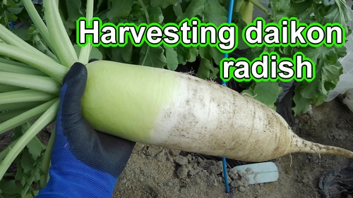 Harvesting daikon radish