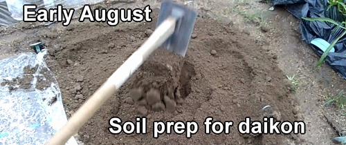 Preparing the soil for daikon radish (Best soil for daikon radish)