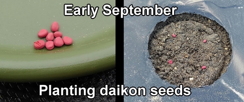 Planting daikon radish seeds