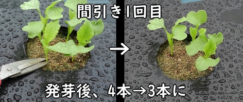 大根（青首ダイコン）の間引き1回目