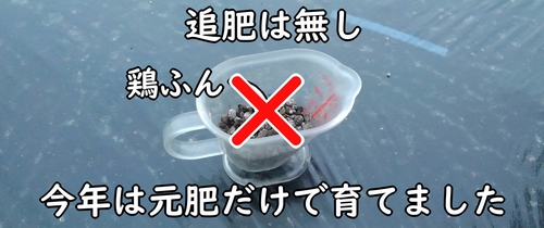 今年の青首大根は、追肥無しで栽培