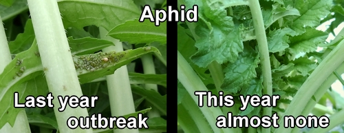 Comparison of aphid occurrence