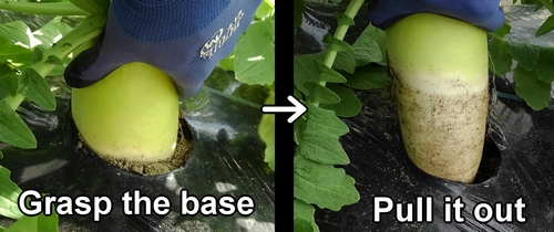 Harvesting method for daikon radish