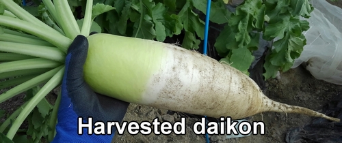 The harvested daikon radish