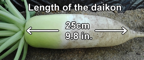 Harvested daikon was about 25cm (9.8 inches) long