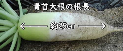 収穫した青首大根の長さ、約25cm