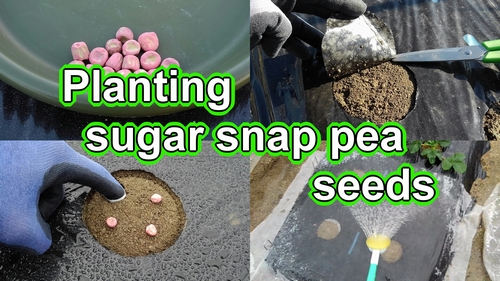 Grow snap peas from seed (Planting sugar snap pea seeds)