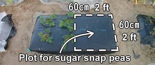 The cultivation plot for sugar snap peas