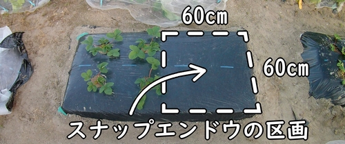 スナップエンドウの栽培区画