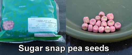 Sugar snap pea seeds