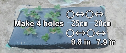 Make holes at the snap pea seed planting positions