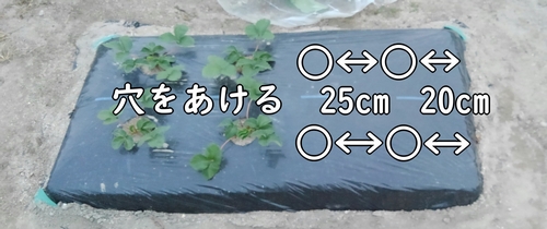 スナップエンドウの種まき位置に穴をあける