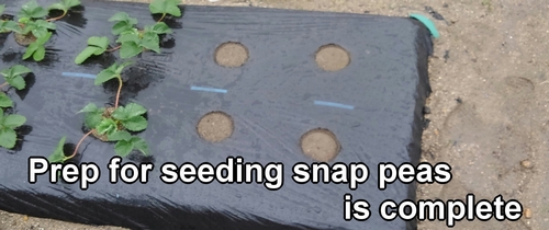 Preparation for planting sugar snap pea seeds is complete
