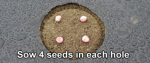Sow 4 sugar snap pea seeds