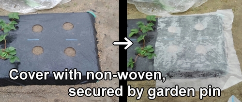 Cover the sugar snap pea plots with non-woven fabric