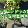 Grow garden sugar snap peas (Best support for sugar snap peas, thinning, winter 