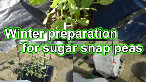 Best support for sugar snap peas and cold protection measures