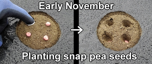 Planting sugar snap pea seeds