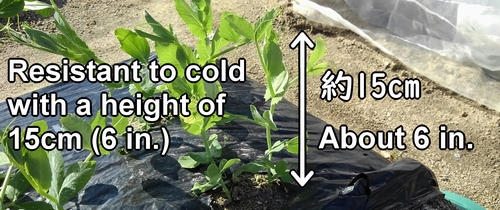 Around 15cm (6 in.) in height is resilient for overwintering