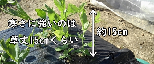 冬越しに強いのは草丈約15cm