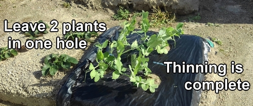 Thinning of sugar snap peas completed