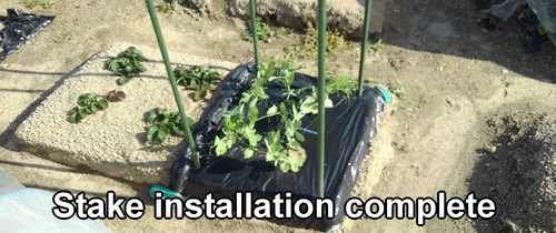 Stakes are now in place in the snap pea bed