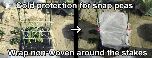 Cold protection for sugar snap peas