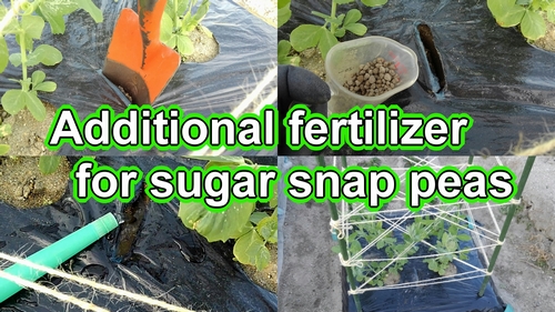 Additional fertilizer for sugar snap peas (Snap pea growing tips)