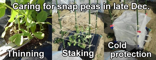 Setting up stakes and winter protection for sugar snap peas