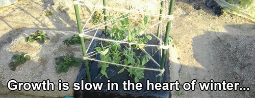 Snap peas with a height of about 20cm (7.9 inches)