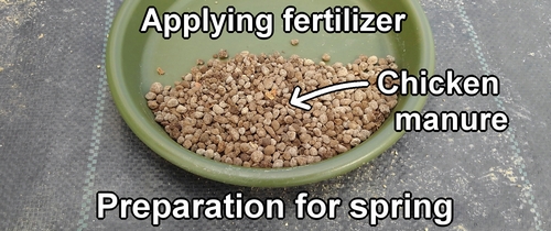 Chicken manure for fertilization